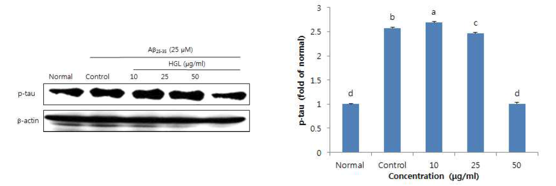 Effect of extract from HGL on p-tau expression in C6 glial cells treated with Aβ25-35. a~dMeans with the different letters among same concentrations are significantly different (P＜0.05) by Duncan