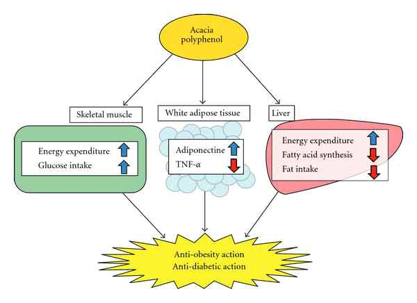 (a). Mechanism of action of a Acacia (polyphenolic compound) against obesity