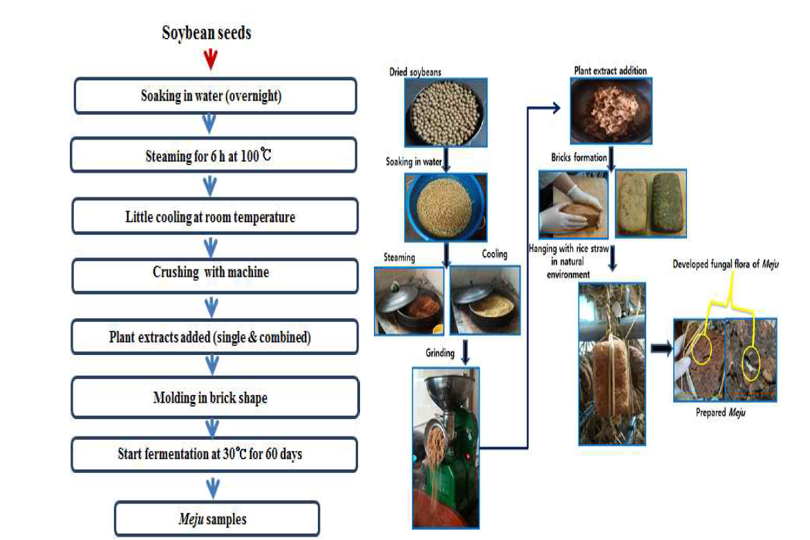 Step-by-step procedure of Meju preparation using various plant extracts