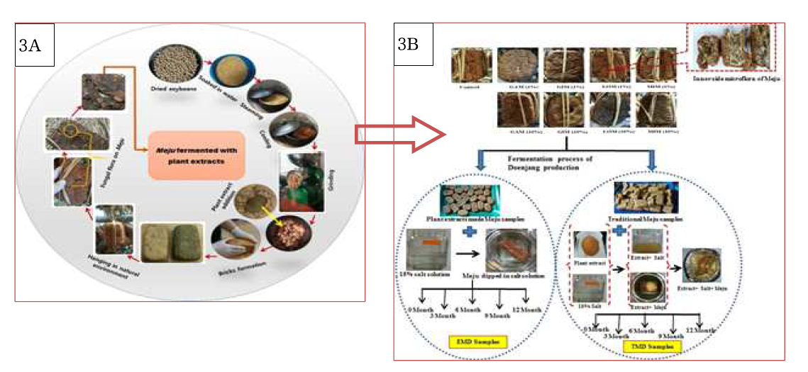 6A Step-by-step procedure of Meju preparation using various plant extracts