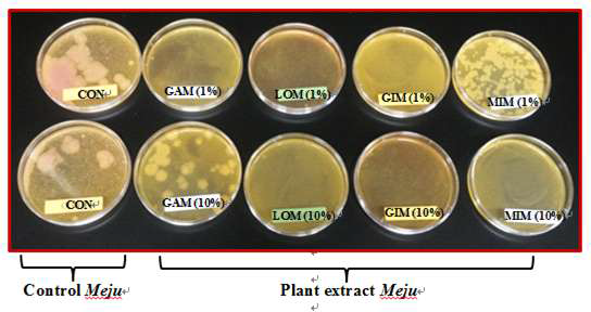 Presence and absence of B. cereus colonies in Meju