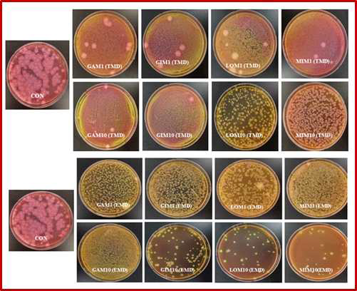 Presence and absence of B. cereus colonies in prepared Doenjang samples