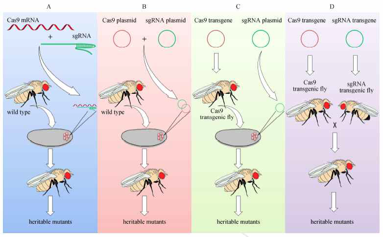 초파리에서의 다양한 CRISPR-CAS9 방법
