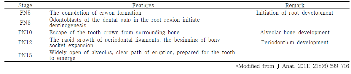 생쥐의 치조골 및 치아주위조직의 발생단계에 대해 정리한 표