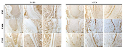 F4/80와 MPO의 발현양상을 PN5, PN10 그리고 PN15에서 확인한 결과. 치수, 치아주위조직과 치조골에서 특이적인 발현양상을 확 인할 수 있음