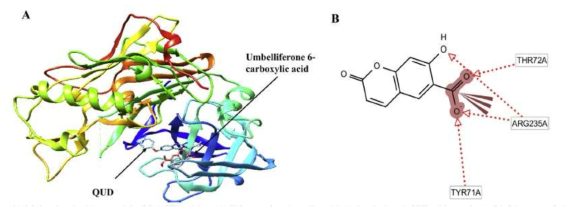 umbelliferone 6-carboxylic acid의 BACE1 효소 억제 molecular docking simulation