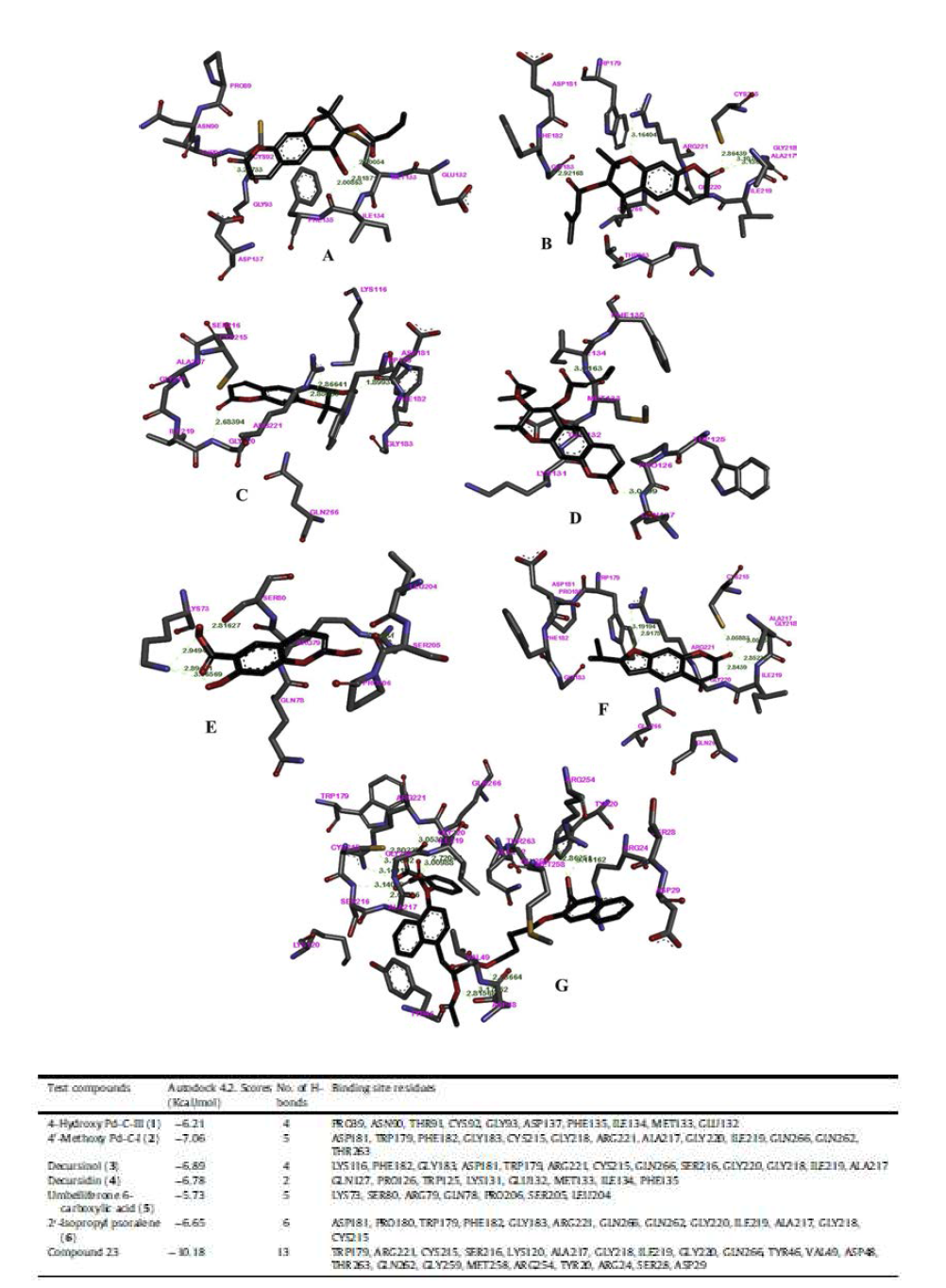 자화전호 유래 coumarin 화합물의 PTP1B 효소 억제 molecular docking simulation