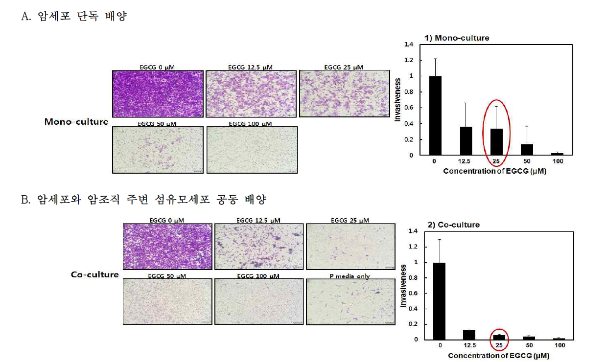 다양한 공동 배양 조건에서의 암세포 침윤 능력 비교
