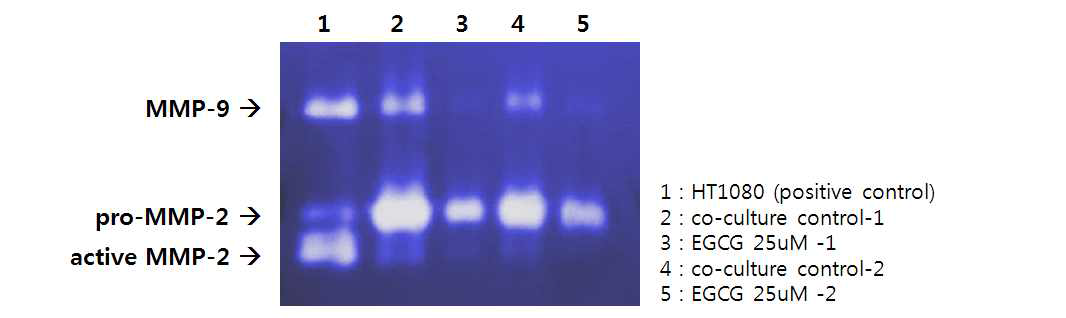 공동 배양 조건에서 EGCG 처리에 따른 MMP-2, MMP-9 발현 변화