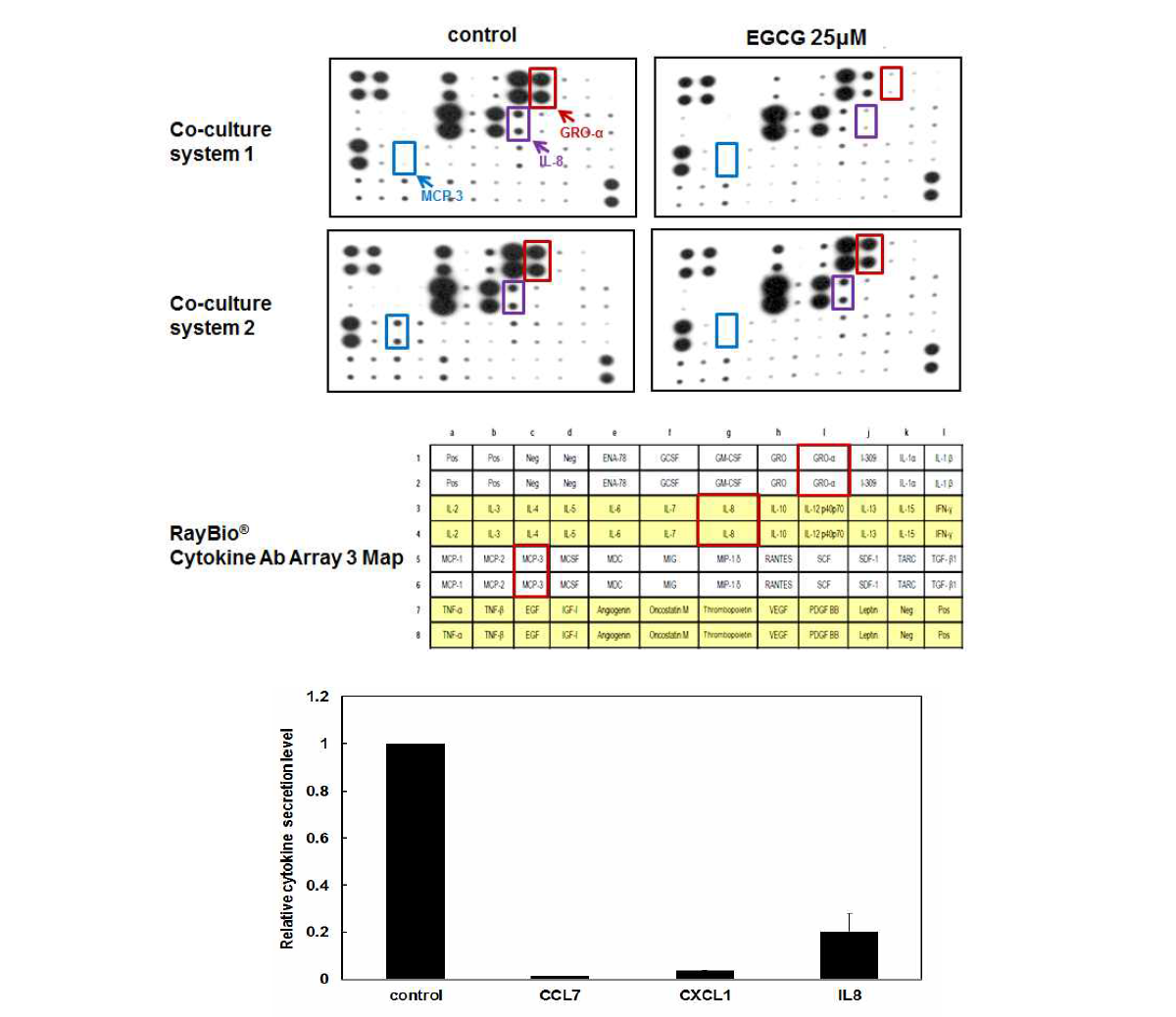 cytokine array를 수행하여 공동 배양 조건에서 EGCG 처리에 따른 42종의 cytokine 들의 발현 변화 검토