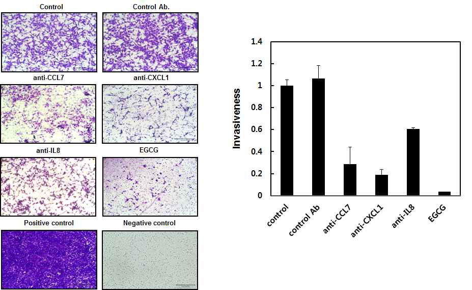 공동 배양 조건에서 선정된 3가지 cytokine의 neutralizing antibody와 EGCG 처리에 따 른 암세포 침윤 변화