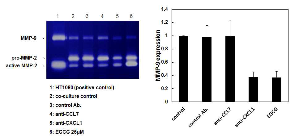 공동 배양 조건에서 CCL7과 CXCL1의 neutralizing antibody와 EGCG 처리에 따른 MMP-2, MMP-9의 발현 변화