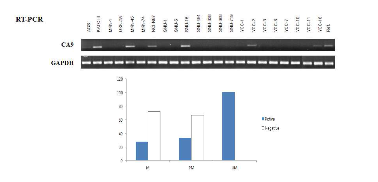 22개 위암 세포주에서 RT-PCR 수행을 통한 CA9의 발현 여부 확인