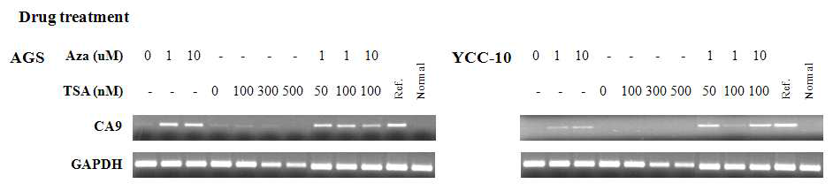 demethylation에 따른 CA9의 RNA expression의 변화