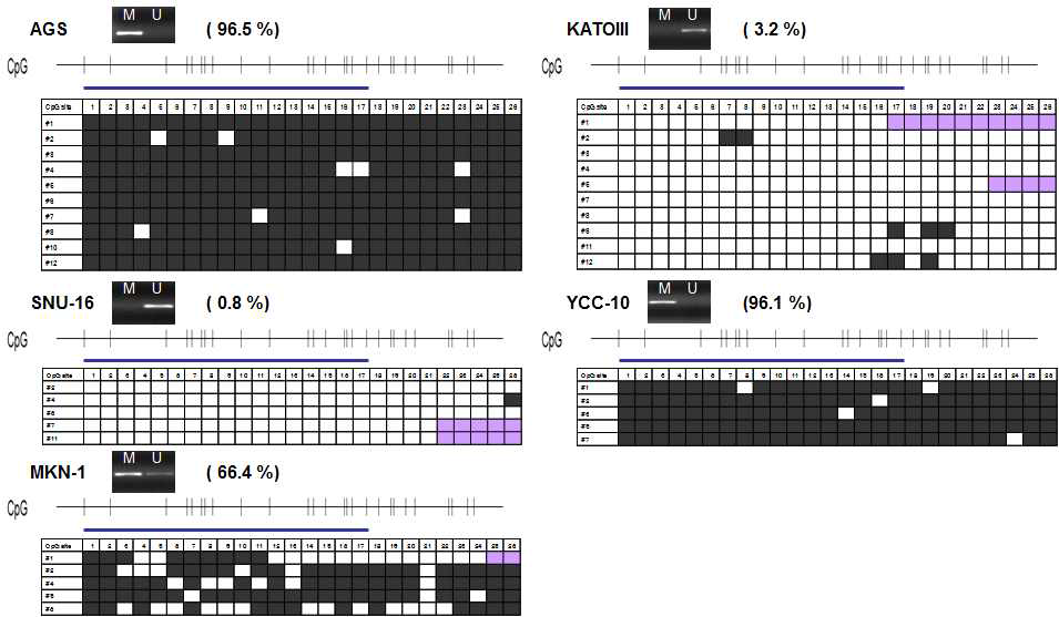 암 세포주에서 다양한 CA9의 RNA 발현 정도에 따른 methylation pattern 검토