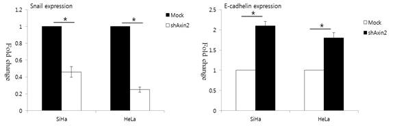 Axin2 knockdown 자궁경부암 세포주에서 Snail과 E-cadhelin의 mRNA발현을 관찰함