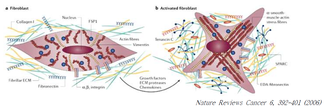 암조직 섬유모세포