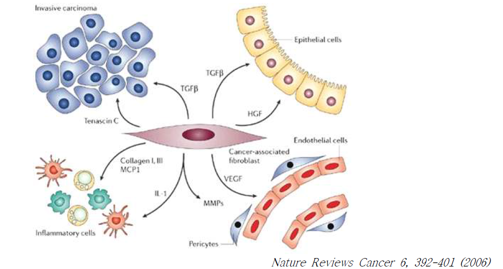 암 미세환경에서의 암조직 섬유모세포의 다양한 역할