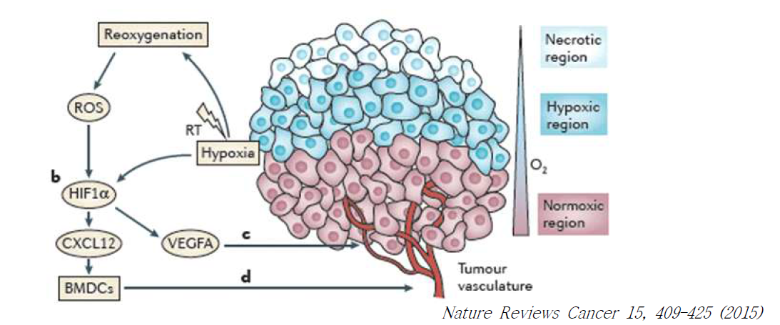 암 미세환경 내에서 hypoxia와 관련된 기전들