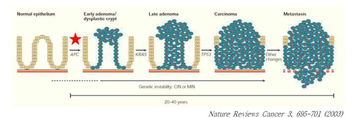 다단계 발암 과정에서 Wnt 신호 전달 체계의 이상과 정상조직이 악성으로의 전환