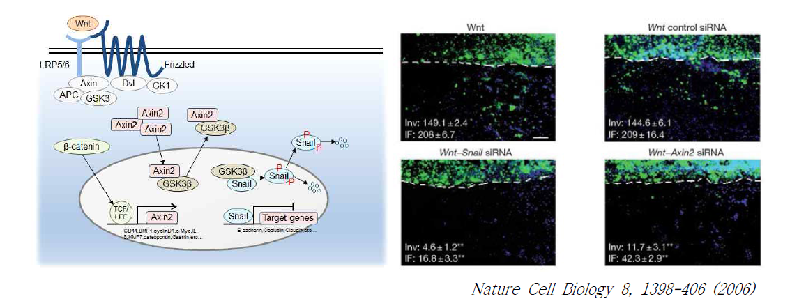 Axin2-GSK3-Snail axis