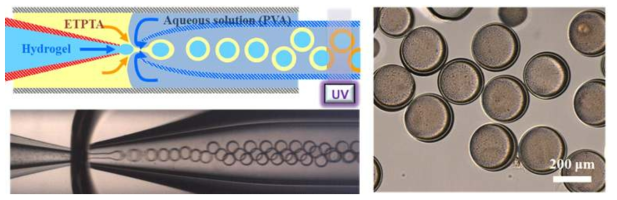 물/오일/물 이중액적 형성을 위한 미세유체시스템 (좌), 하이드로젤 코어/고분자막으로 구성된 캡슐 (우)
