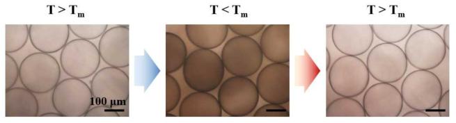 반사현미경을 통해 관측한 상변이 온도에 따른 캡슐막의 변화