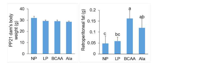 Body weight and retroperitoneal fat weight of dams fed NP, LP, BCAA, and Ala diets