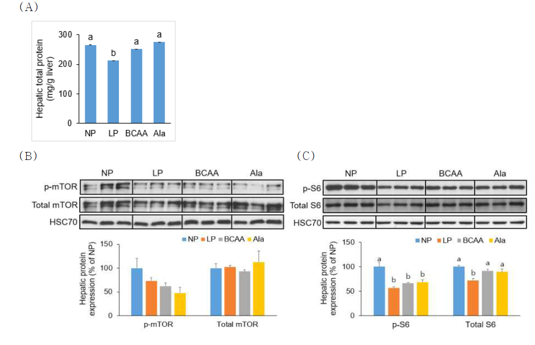 Hepatic (A)total protein, (B) mTOR and (C)S6 levels of dams fed NP, LP, BCAA, and Ala diets