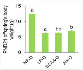 Body weight of PND21 male offspring from dams fed NP, LP, BCAA, and Ala diets