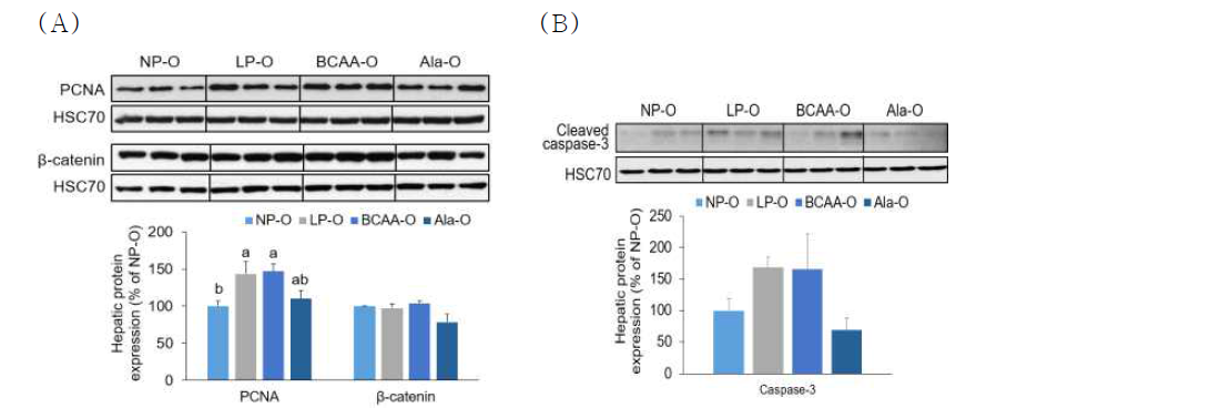 Hepatic (A) PCNA, β-catenin and (B) cleaved caspase-3 protein levels of PND21 male offspring from dams fed NP, LP, BCAA, and Ala diets