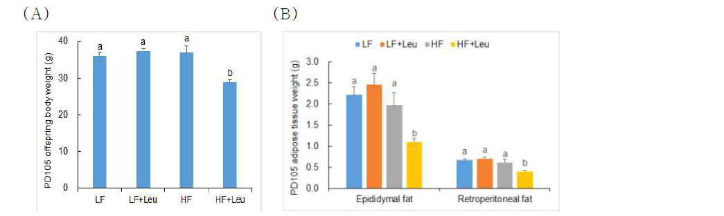 (A) Final body weight and (B) adipose tissue weight of PND105 male offspring of dams fed LF, LF+Leu, HF, and HF+Leu diets