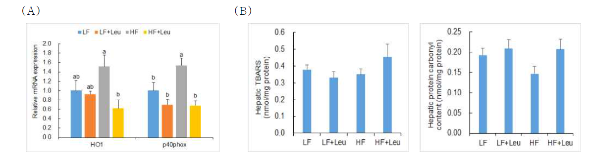 (A) The mRNA levels of antioxidant genes and (B) TBARS levels and protein carbonyl contents in the liver of PND105 male offspring of dams fed LF, LF+Leu, HF, and HF+Leu diets