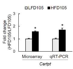 Effects of maternal high-fat diet consumption on expression of Cartpt in the brain of PD105 offspring