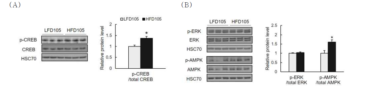 Effects of maternal high-fat diet consumption on regulation of Cartpt in the brain of PD105 offspring. (A) Microarray data validation of Cartpt gene expression levels using qRT-PCR. Protein levels of (B) CREB, ERK and AMPK were determined by immunoblotting