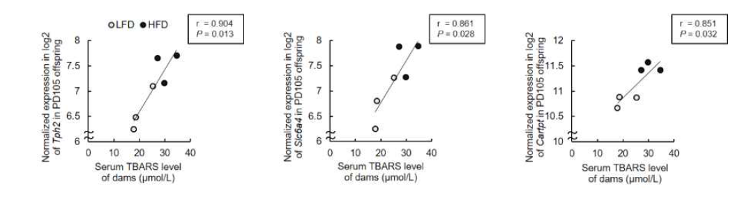 Correlations of serum TBARS level of dams and gene expressions in the brain of PD105 offspring