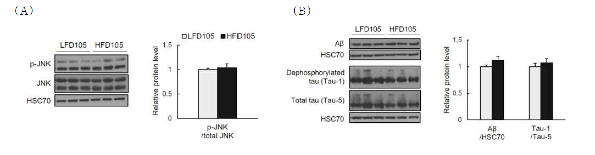 Effects of maternal high-fat diet consumption on (A) JNK activation and (B)beta-amyloid and hyperphosphorylated tau protein levels in the brain of offspring