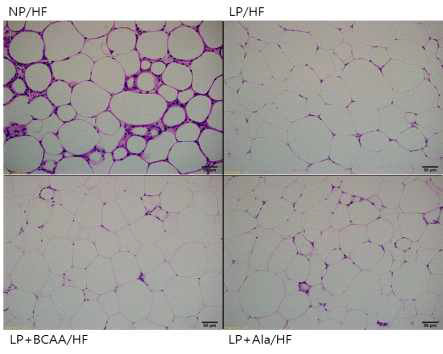 H&E staining of epididymal adipose tissue sections of adult offspring of dams fed NP, LP, LP+BCAA and LP+Ala diets