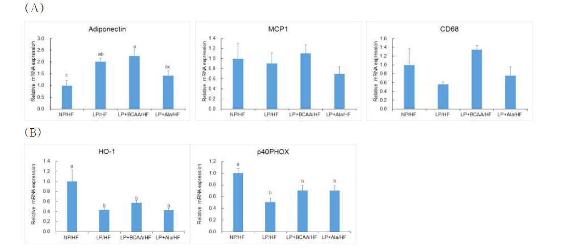 Epididymal adipose tissue mRNA expression of genes involved in (A)inflammation and (B）oxidative stress of adult offspring of dams fed NP, LP, LP+BCAA and LP+Ala diets