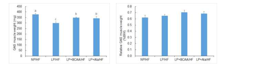 Absolute and relative weight of gastrocnemius muscle of adult offspring of dams fed NP, LP, LP+BCAA and LP+Ala diets