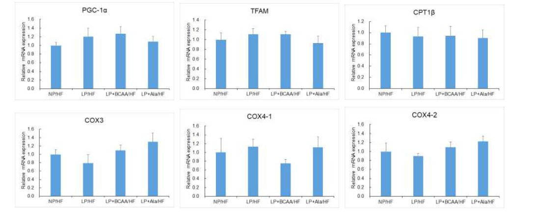 Relative mRNA expression of mitochondrial capacity related genes in gastrocnemius muscle of adult offspring of dams fed NP, LP, LP+BCAA and LP+Ala diets