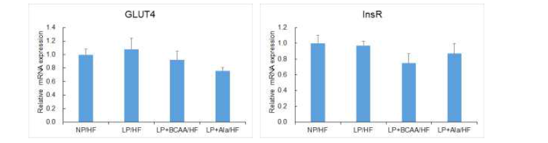 Relative mRNA expression levels of genes involved in glucose metabolism in gastrocnemius muscle of adult offspring of dams fed NP, LP, LP+BCAA and LP+Ala diets