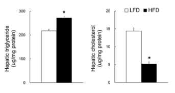 Hepatic TG and cholesterol contents of dams fed LF and HF diets