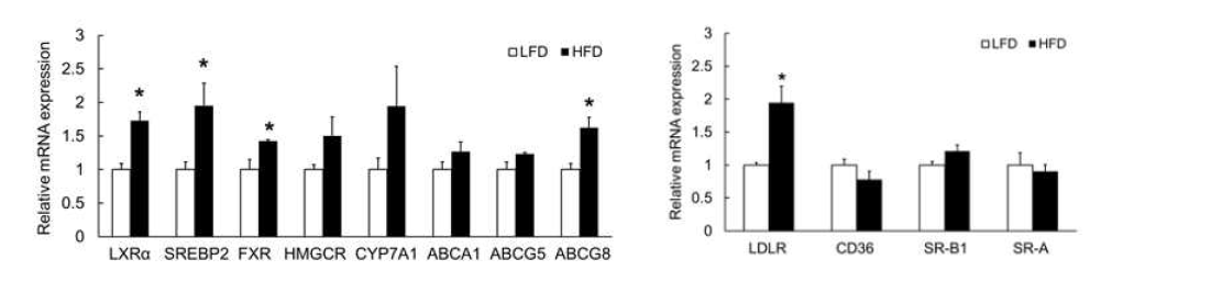 The mRNA levels of hepatic genes involved in lipid metabolism of dams fed LF and HF diets