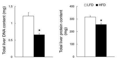 Total liver DNA and protein contents of dams fed LF and HF diets