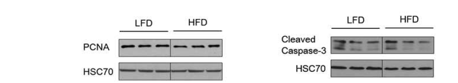 PCNA and cleaved form of caspase-3 protein levels in the liver of dams fed LF and HF diets