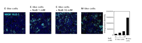 Identification of in vitro human M-like cells by NKM 16-2-4 antibody
