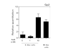 GP2 gene expression in vitro human M-like cells