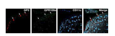 Identification of GPR109a expression in mouse M cells of jejunum PP
