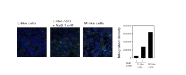 Identification of in vitro human M-like cells by GP2 expression